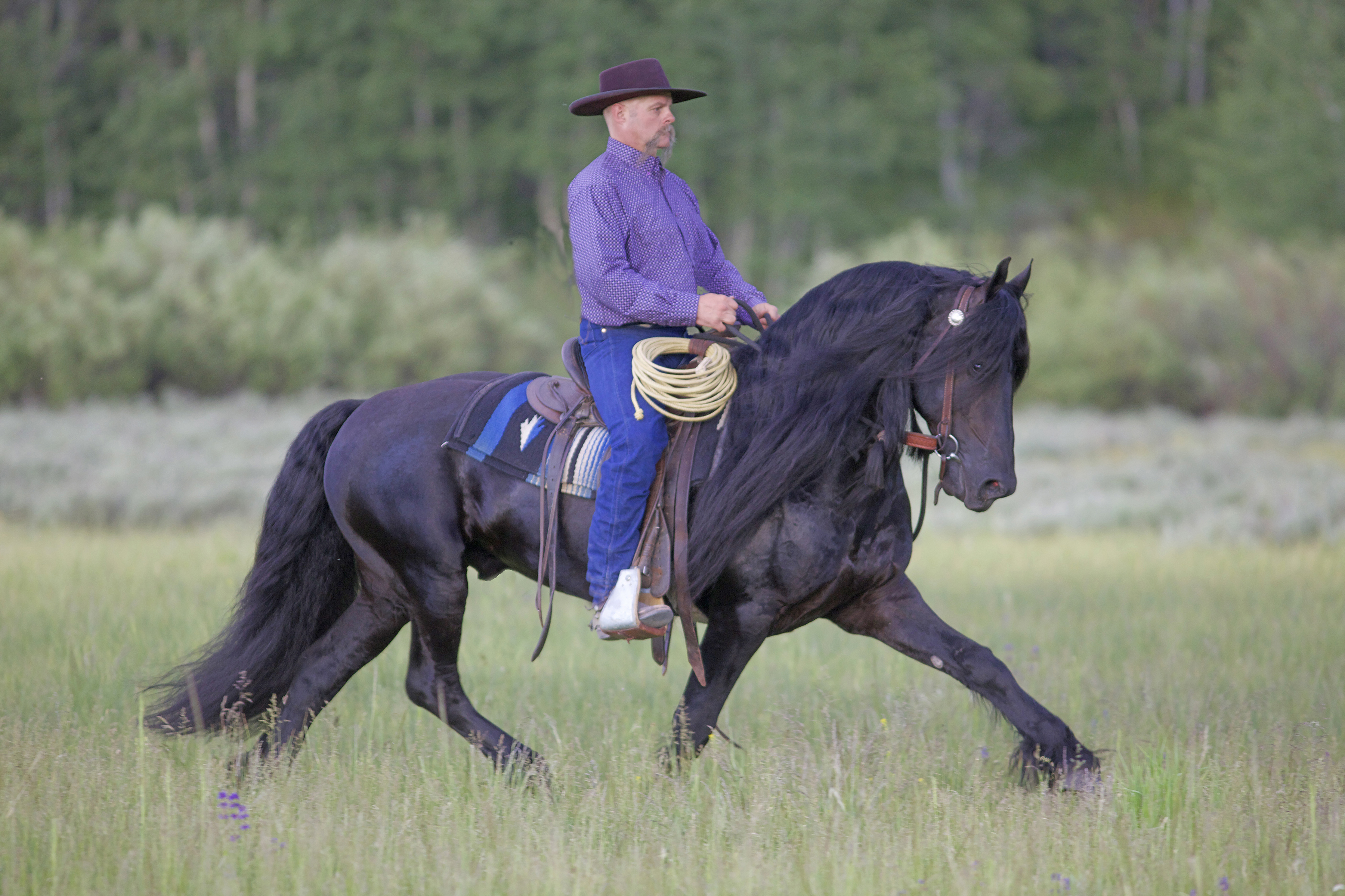 Jim Hicks-Dressage Principles for the Horseman 